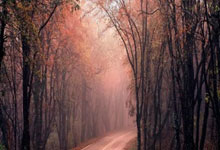 塔迪奇弗雷德失点 费内巴切不敌流浪者遭淘汰.